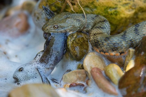 Dice snake (Natrix tessellata) on its way to the shore with preyed round goby (Neogobius