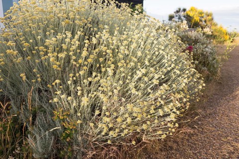 The Curry plant, Helichrysum italicum, Shingle Street, Hollesley, Suffolk, England, UK
