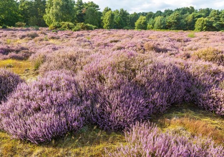 Heathland vegetation with heather in flower, Calluna vulgaris, Sutton Heath, Shottisham, Suffolk,