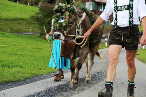 Traditional cattle drive or cattle seperation . As here in the Allgaeu, the cattle are driven down