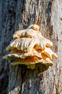 Chicken in the Woods fungus, Laetiporus sulphureus, growing on dead tree Suffolk, England, UK