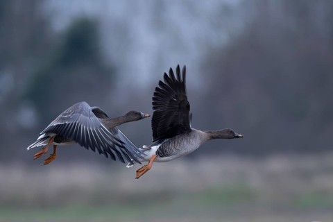 Bean goose (Anser fabalis), Texel, Netherlands