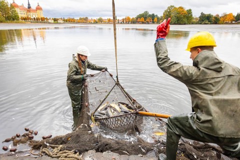 Fish and forest festival, fishing in the Moritzburg castle pond, Moritzburg, Saxony, Germany,