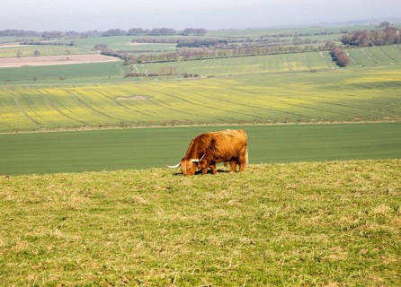 Longhorned Highland bull grazing on scarp slope overlooking clay vale, Hackpen Hill, Wiltshire,