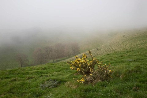 Foggy weather scarp slope of chalk downs near Knap Hill, Alton Barnes, Wiltshire, England, UK