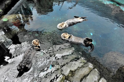 Sea otter, Kalan or sea otter (Enhydra lutris), in the Oceanario, Parque das Nacoes, Nacoes, Park