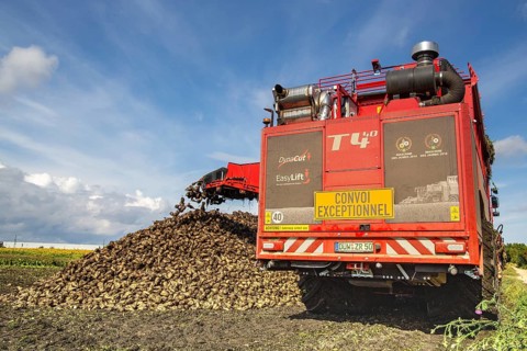 Sugar beet harvest in the Palatinate: The large mountains full of sugar beet at the edge of the