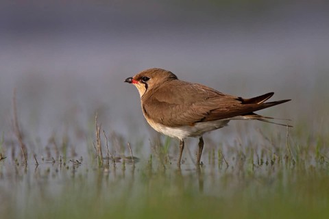 Collared pratincole (Glareola pratincola), Danube Delta Biosphere Reserve, Romania, Europe