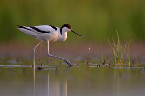Black-capped avocet (Recurvirostra avosetta), Danube Delta Biosphere Reserve, Romania, Europe