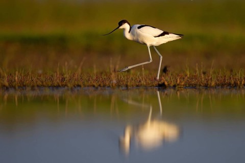 Black-capped avocet (Recurvirostra avosetta), Danube Delta Biosphere Reserve, Romania, Europe