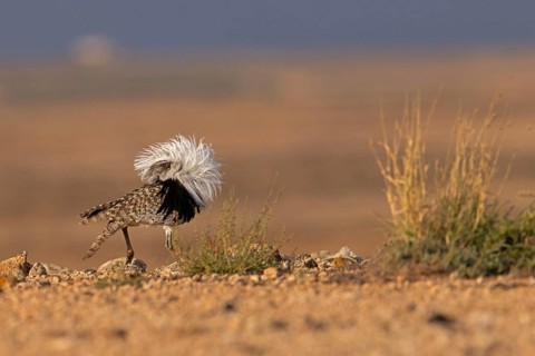 Saharan Houbara Bustard (Chlamydotis undulata fuertaventurae), mating male, Fuerteventura, Spain,