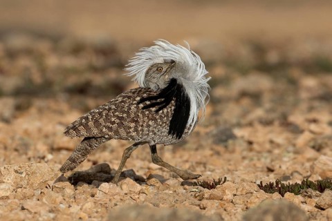 Saharan Houbara Bustard (Chlamydotis undulata fuertaventurae), mating male, Fuerteventura, Spain,
