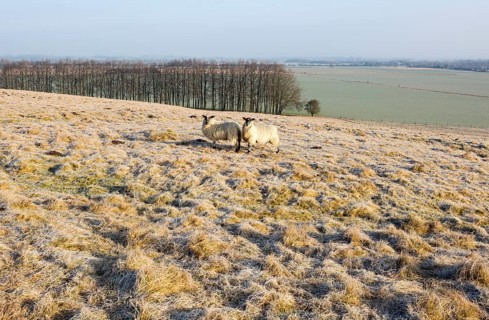Bronze Age saucer barrow on Windmill Hill, a Neolithic causewayed enclosure, near Avebury,
