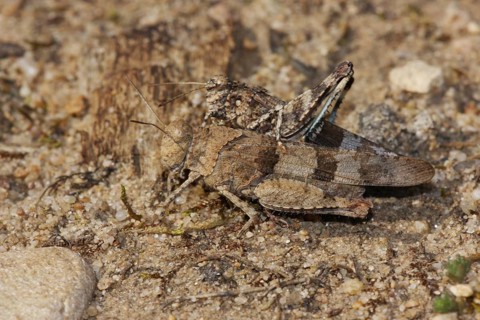 Blue-winged grasshoppers (Oedipoda caerulescens) on sandy ground, pair, female and male,