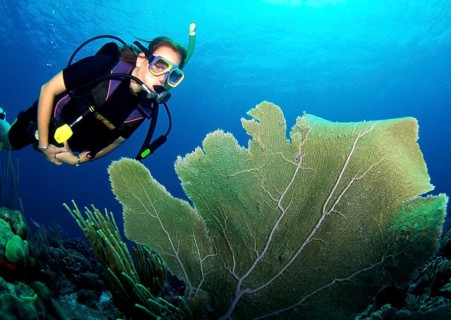 Diving in the Caribbean, Coral, Caribbean, Central America