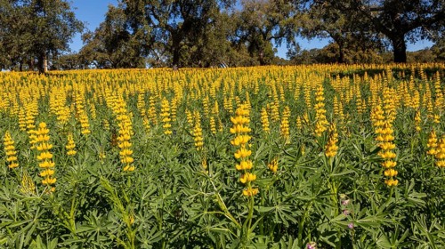 Yellow flowers of lupin plants, Lupine Albus in a field with cork oak trees, Quercus suber, near