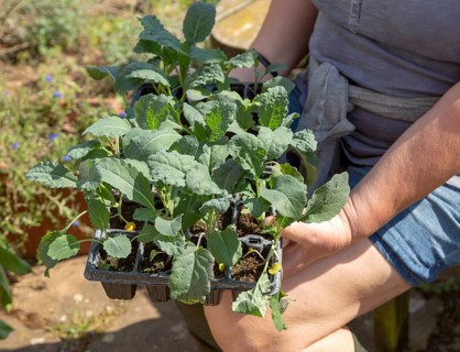 Woman holding seed tray of black kale plant seedlings, Brassica oleracea Lacinato