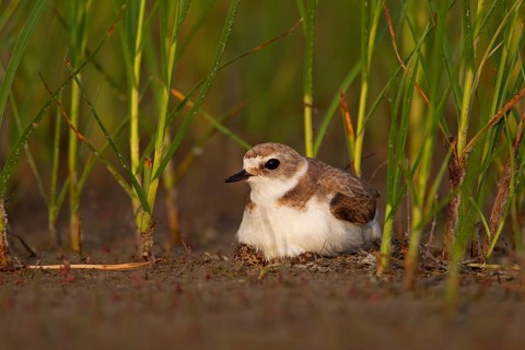 Kentish plover (Charadrius alexandrinus) Female breeding on the ground at the water's edge, Danube