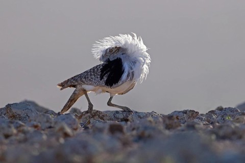 Saharan Houbara Bustard (Chlamydotis undulata fuertaventurae), mating male, Fuerteventura, Spain,