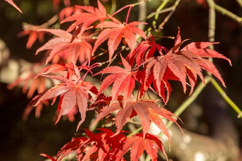 Japanese maple tree in autumn colour, Acer Palmatum, National arboretum, Westonbirt arboretum,