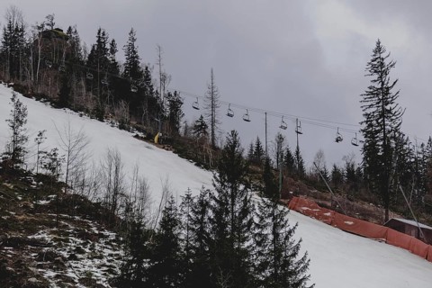 A chairlift stands out between individual trees in a thinned-out forest area, taken on a ski slope