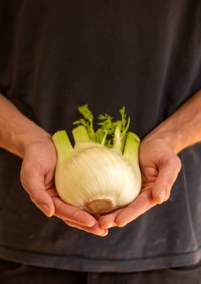 Close up of cupped person's hands holding fennel plant bulb