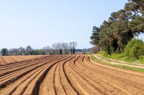 Furrows in sandy soil in field in Suffolk Sandlings farmland, Sutton, Suffolk, England, UK