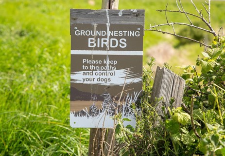 Ground-nesting birds sign about keeping to paths and controlling dogs, Shingle Street, Hollesley,