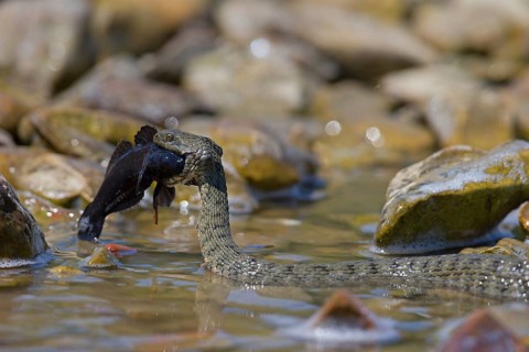 Dice snake (Natrix tessellata) on its way to the shore with preyed round goby (Neogobius