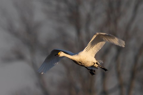 Tundra Swan, Texel, Netherlands