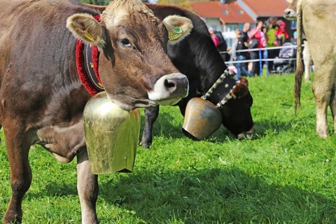 Traditional cattle drive or cattle seperation . As here in the Allgaeu, the cattle are driven down