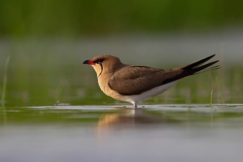 Collared pratincole (Glareola pratincola), Danube Delta Biosphere Reserve, Romania, Europe