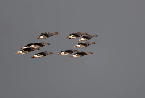 Bean goose (Anser fabalis), Texel, Netherlands