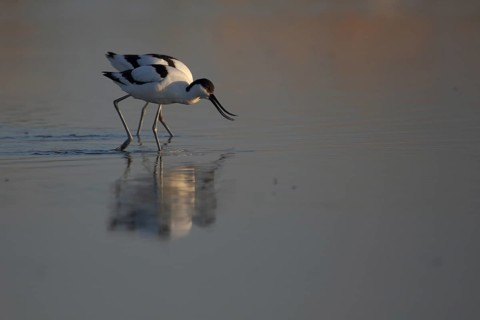 Two black-capped avocet (Recurvirostra avosetta), water, running, beak, hidden, Illmitz, Seewinkel,