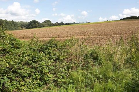 Field of withered brown potatoes with water irrigation sprayer in background, Shottisham, Suffolk,