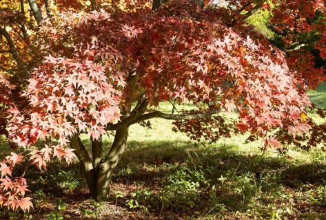 Japanese maple tree in autumn colour, Acer Palmatum, National arboretum, Westonbirt arboretum,