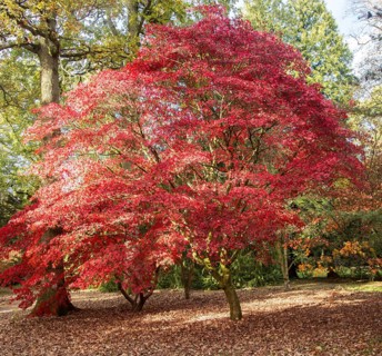 Japanese maple trees in autumn colour, Acer Palmatum, National arboretum, Westonbirt arboretum,