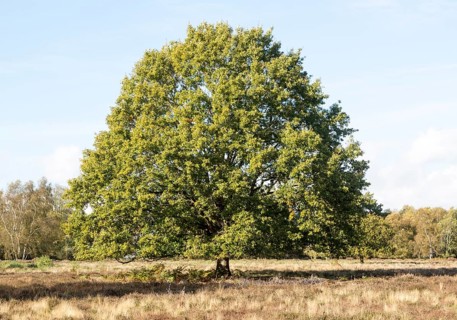Single oak tree, quercus robur, standing in Suffolk Sandlings heathland, Sutton, Suffolk, England,