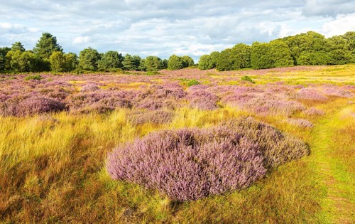 Heathland vegetation with heather in flower, Calluna vulgaris, Sutton Heath, Shottisham, Suffolk,