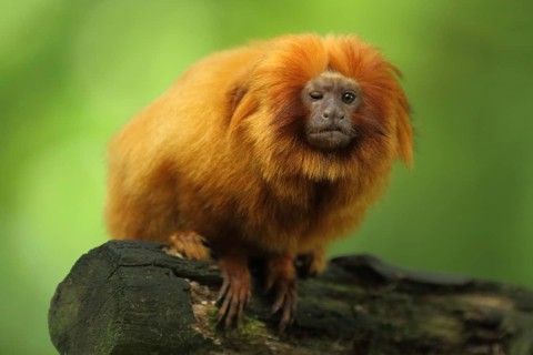Golden lion tamarin (Leontopithecus rosalia), adult, one, eye, closed, defect, closed, captive