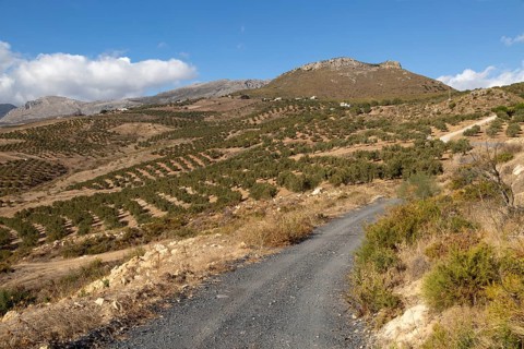 Landscape of olive trees and limestone mountains view from Zalia, La Axarquia, Andalusia, Spain,