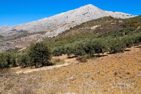 Olive trees near village of Aldea de Guaro, Periana, Axarquia, Andalusia, Spain limestone mountains
