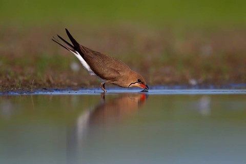 Collared pratincole (Glareola pratincola) drinking water, Danube Delta Biosphere Reserve, Romania,