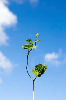 Unsupported single bean plant shoot growing climbing into blue sky