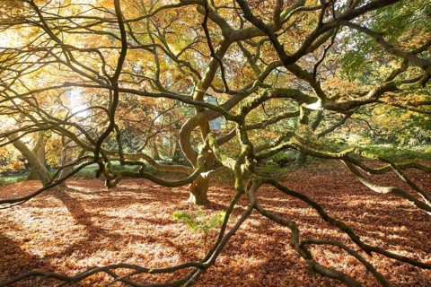 Japanese maple tree in autumn colour, Acer Palmatum, National arboretum, Westonbirt arboretum,
