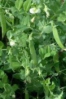 Green pea pods hang from the plant amidst lush greenery and curling tendrils
