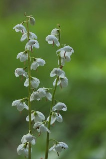Round-leaved wintergreen (Pyrola rotundifolia), Kleinsassen, Hesse, Rhoen, Germany, Europe