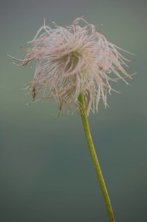 Fruit of an alpine pasqueflower (Pulsatilla alpina), filigree, cock's head, Fontanella, Faschina,
