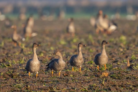 Bean goose (Anser fabalis), Texel, Netherlands
