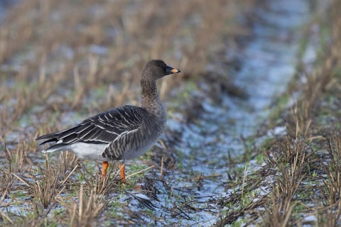 Bean goose (Anser fabalis), Texel, Netherlands